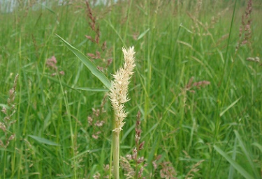 LONE DRIED BLADE